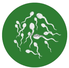 Sperm e1731301495609